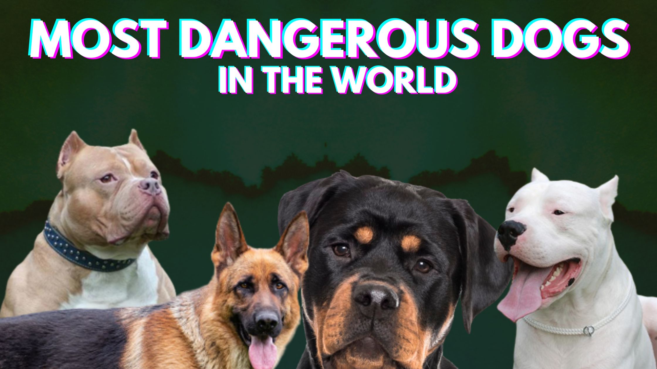 which is dangerous dog in the world