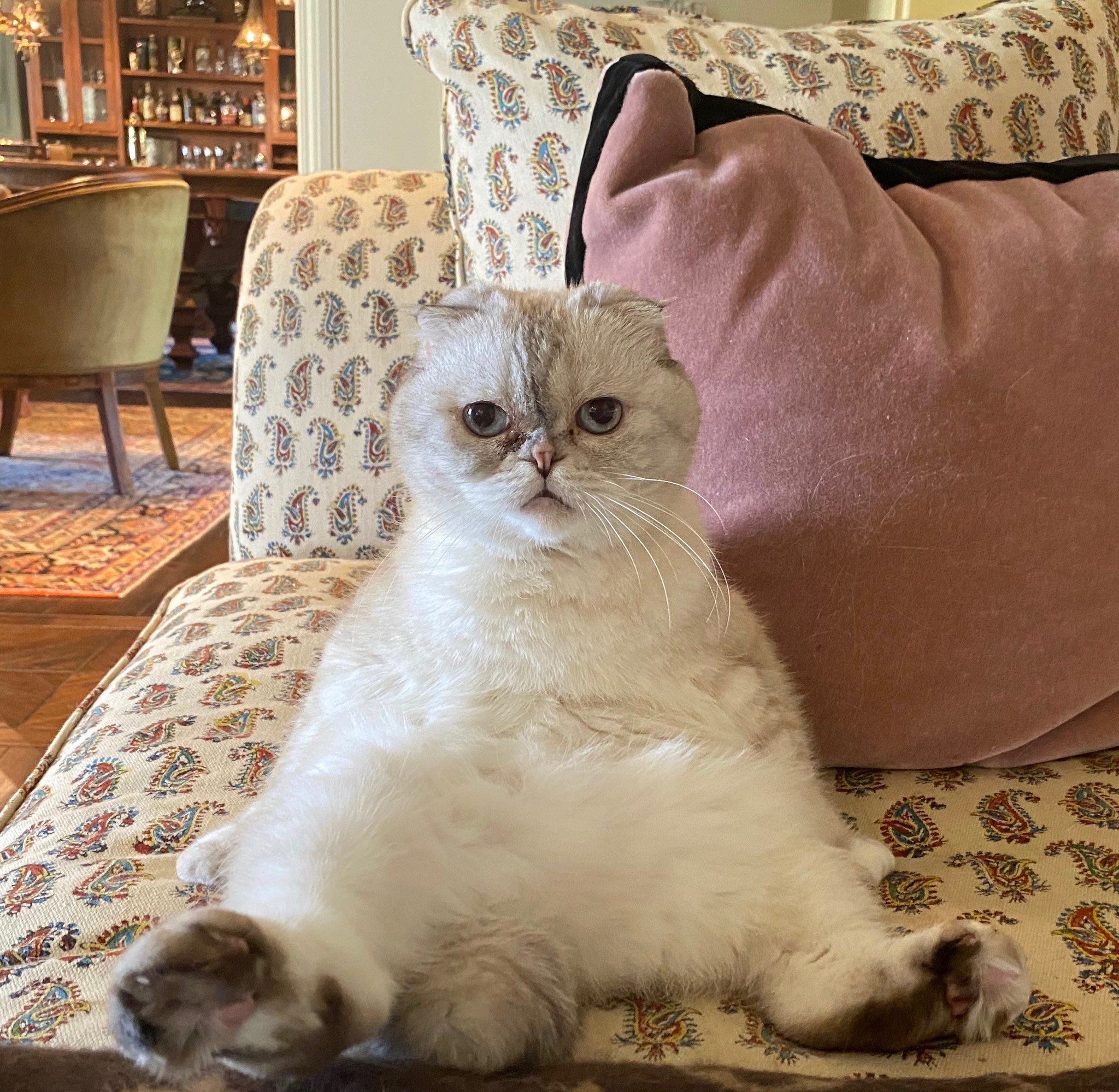 Olivia Benson-Taylor Swift Cat