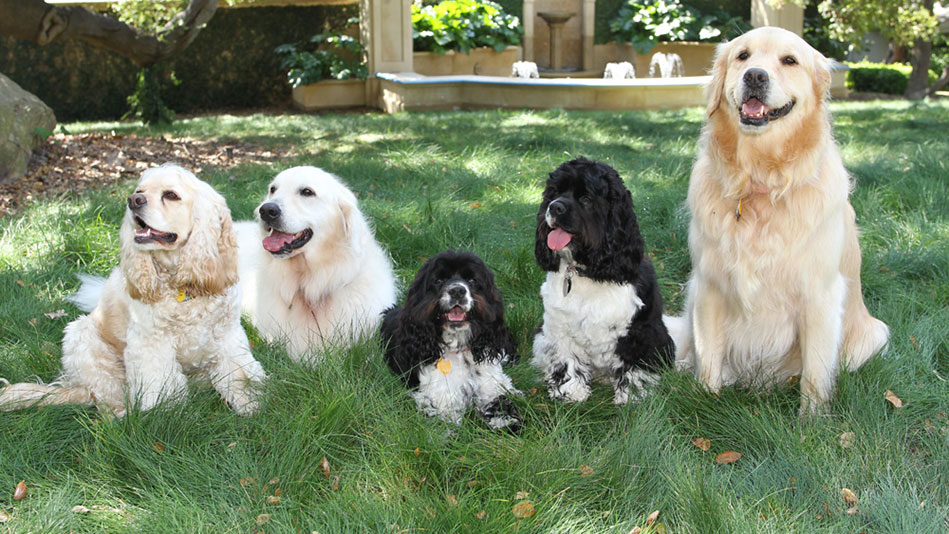 Sadie, Sunny, Lauren, Layla, and Luke-Opra's pets