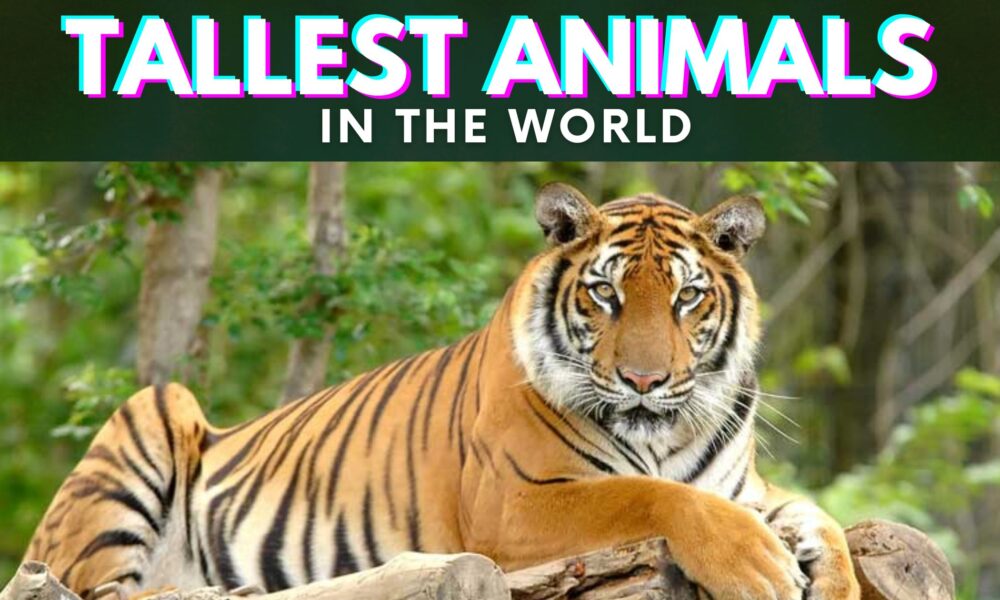 Top 10 Tallest Animals in the World