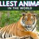 Tallest Animals in the World