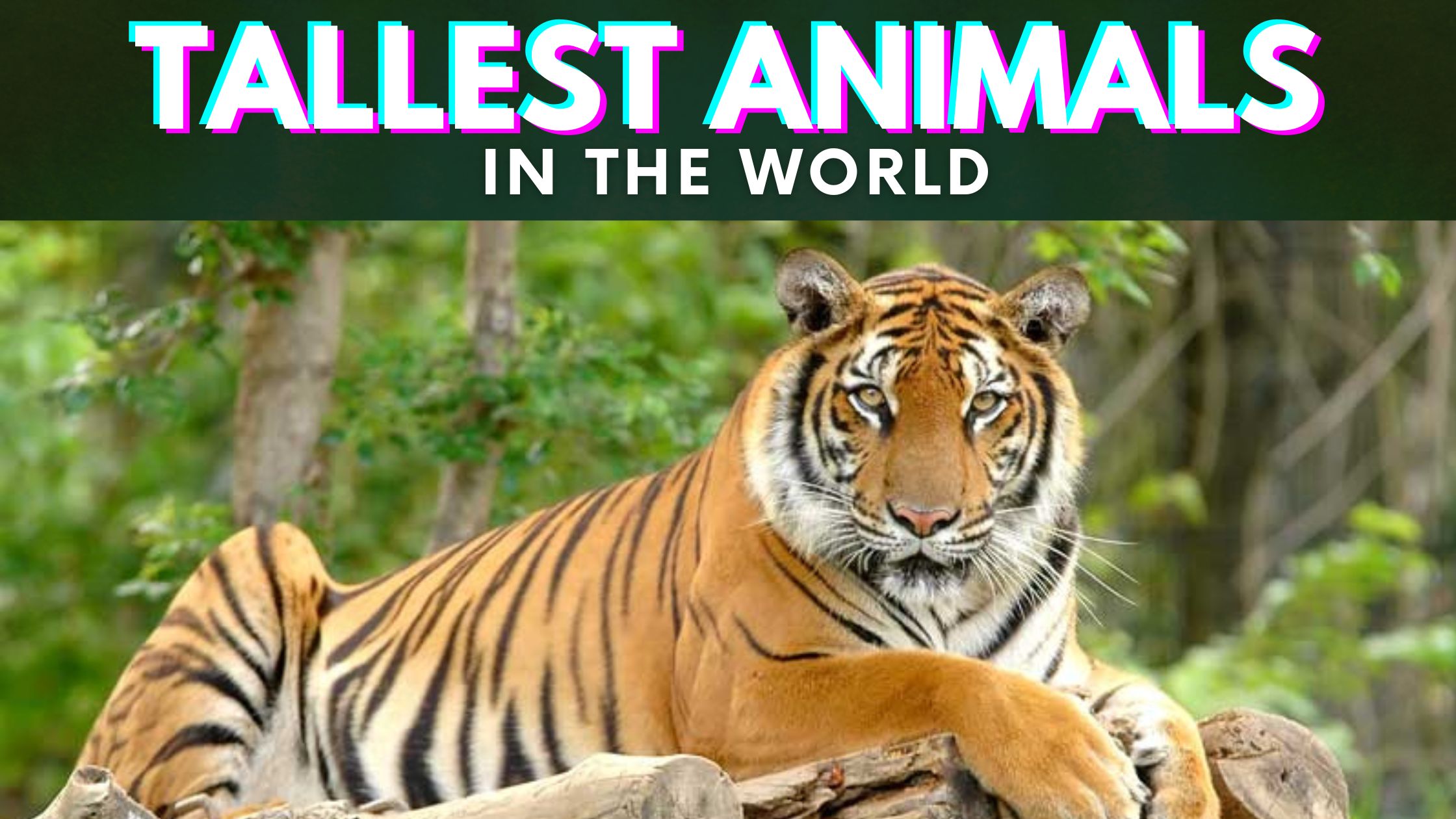 Top 10 Tallest Animals in the World