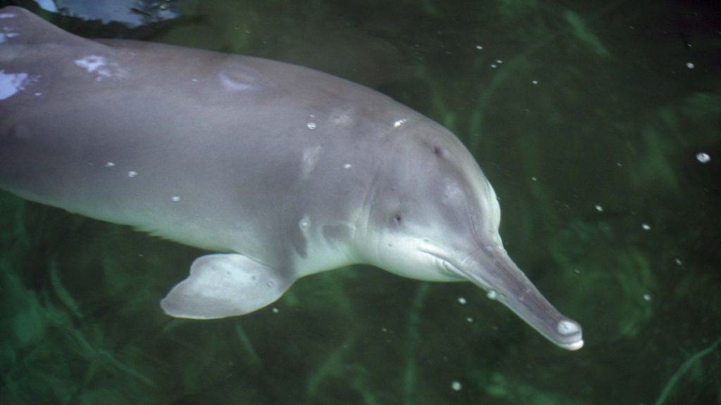 Top 10 Extinct Animals - Dolphin Baiji