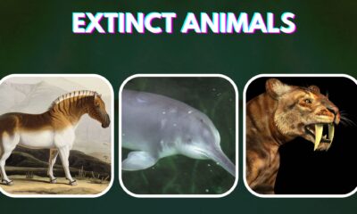 Top 10 Extinct Animals