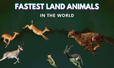 Top 10 Fastest Land Animals In The World