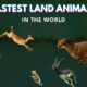 Top 10 Fastest Land Animals In The World