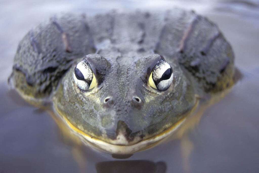 Namibian Bullfrogs