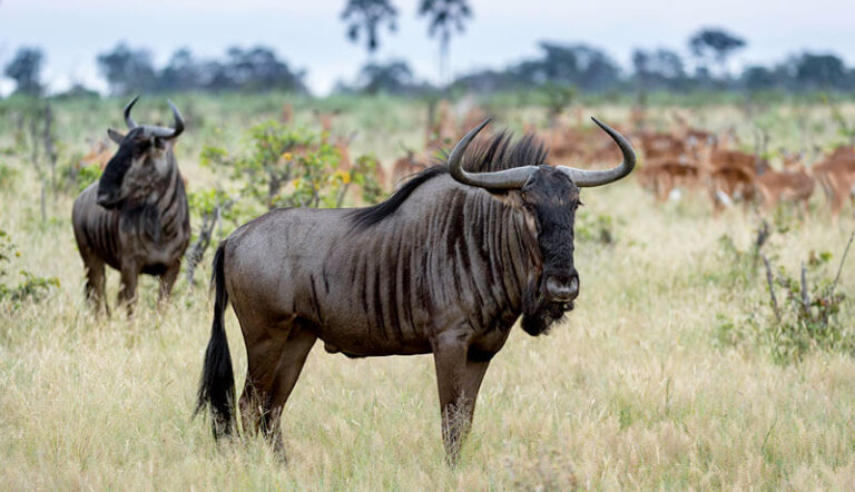 Top 10 Fastest Land Animals In The World