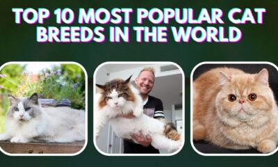 Top 10 Most Popular Cat Breeds in the World