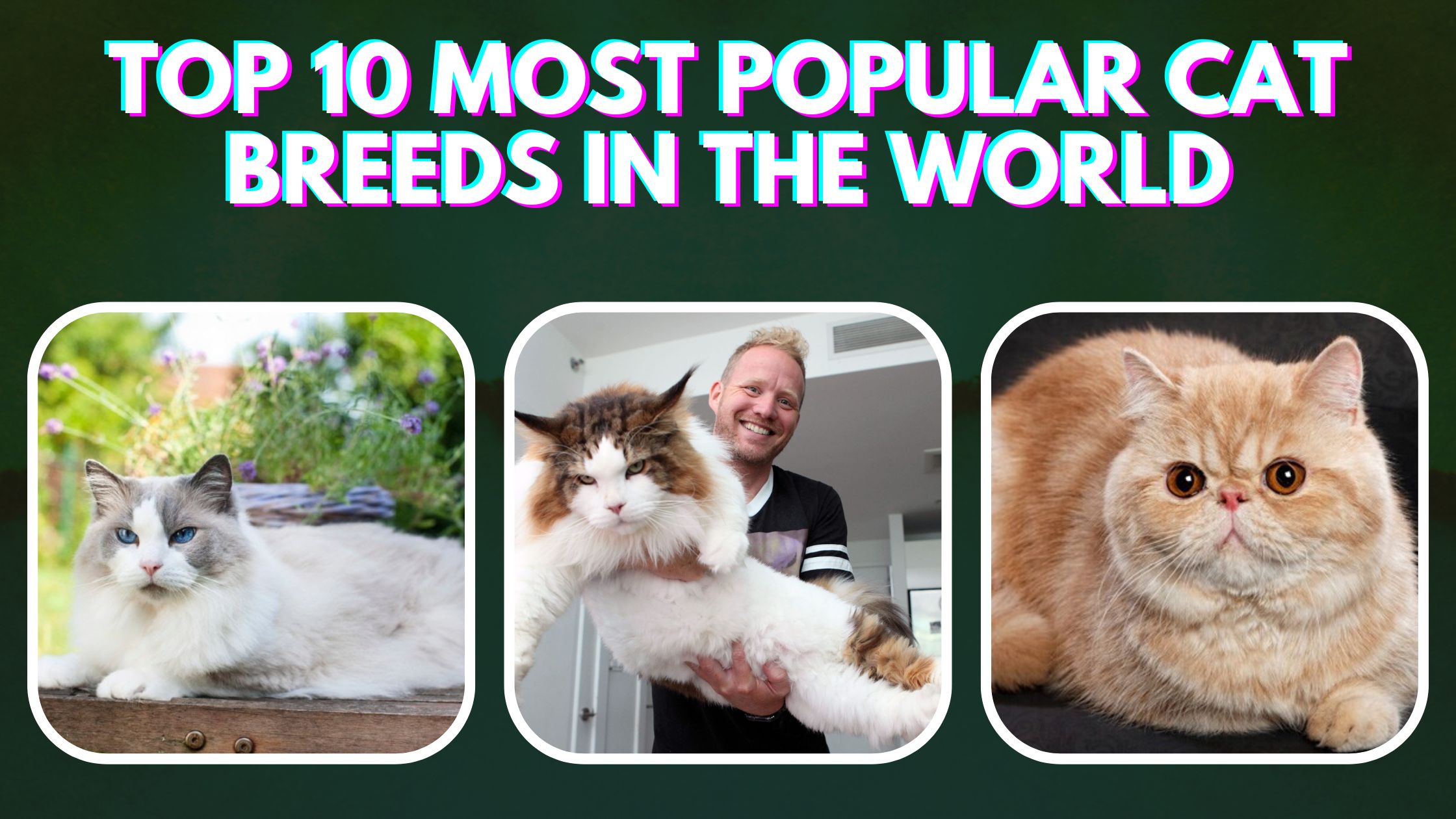 Top 10 Most Popular Cat Breeds in the World