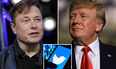 Elon Musk May Reinstate Trump's Twitter Account