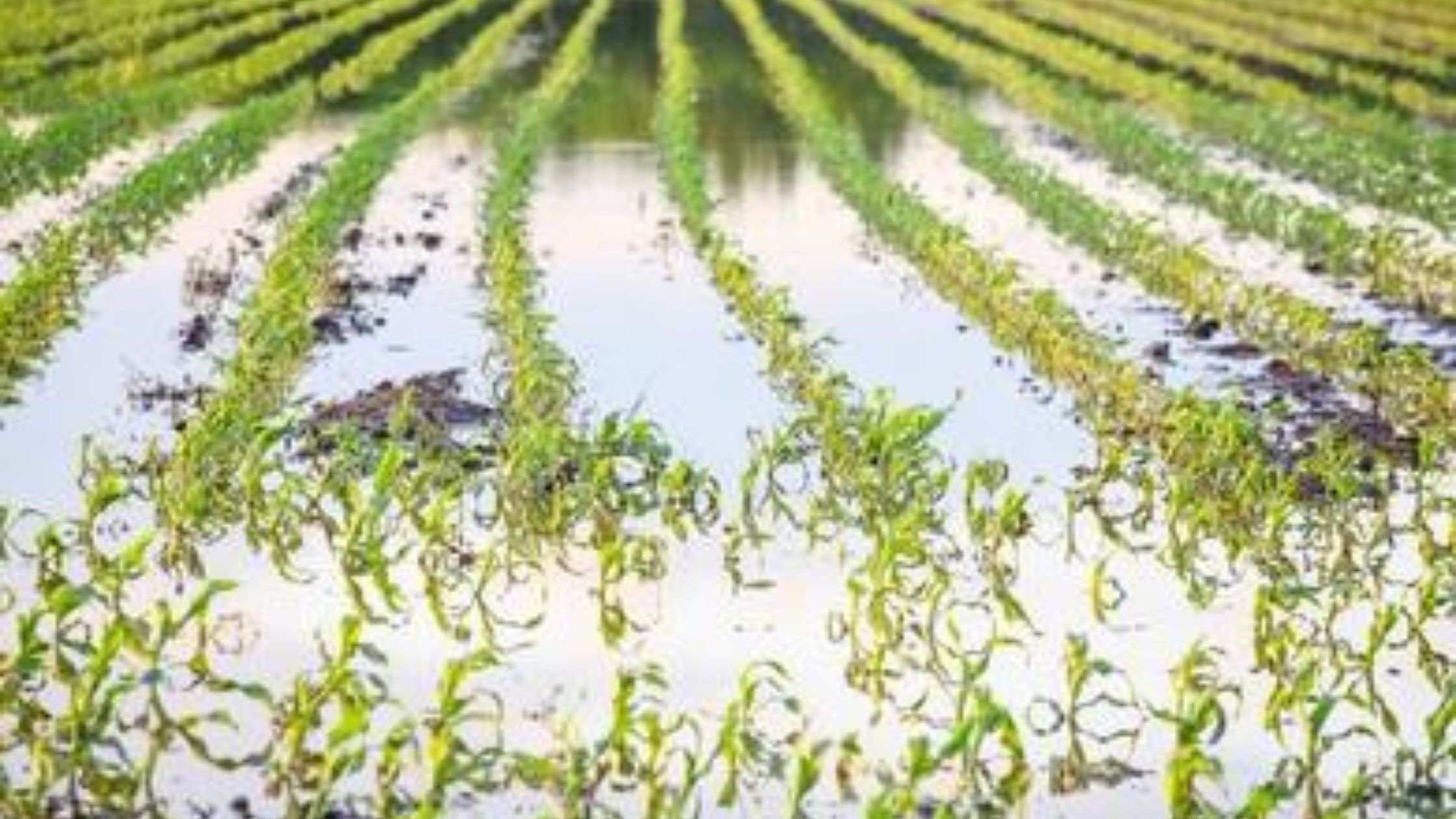 Flood destroys crops at Olam's rice field