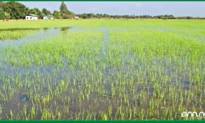 Nigeria's rice production will decline