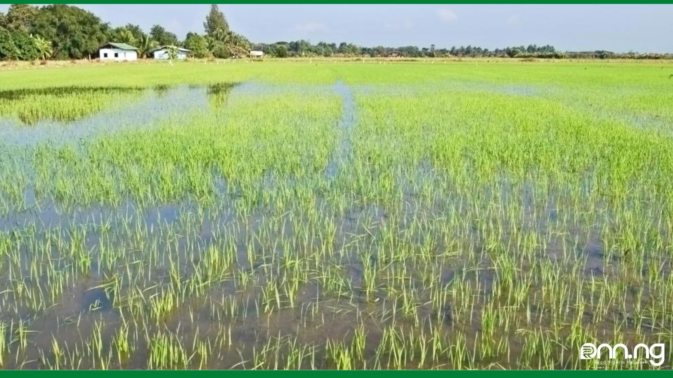 Nigeria's rice production will decline