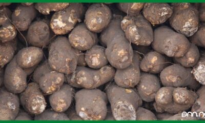 Nigeria leads in Yam production