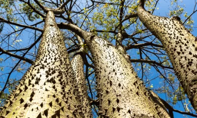 Top 10 Most Dangerous trees in the World