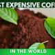 Most Expensive Coffees In the World