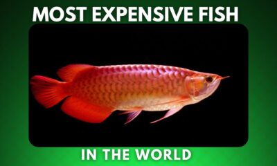 Most Expensive Fish in the World