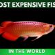 Most Expensive Fish in the World