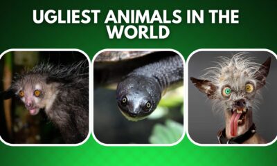 Ugliest Animals in The World