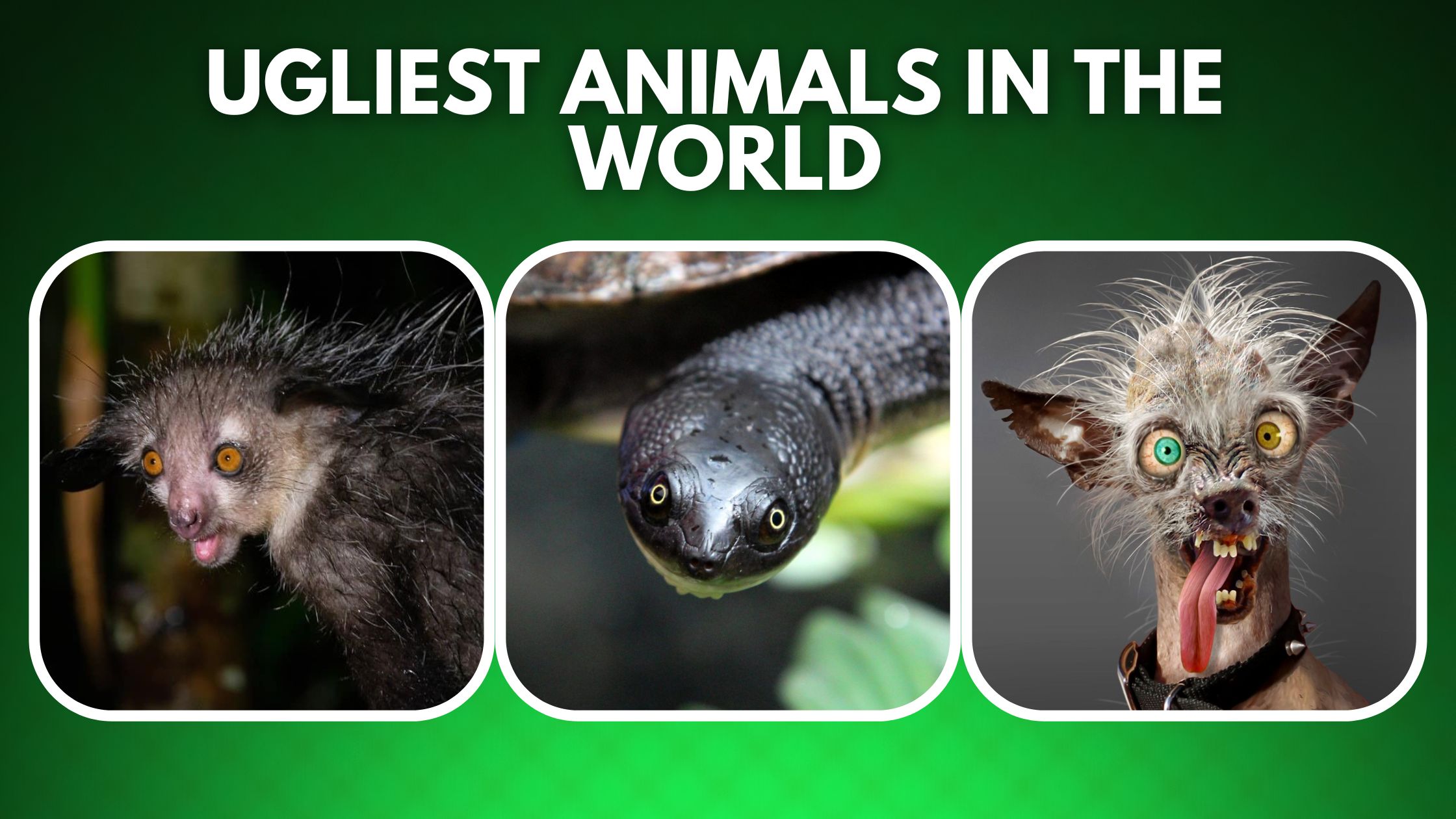 Ugliest Animals in The World