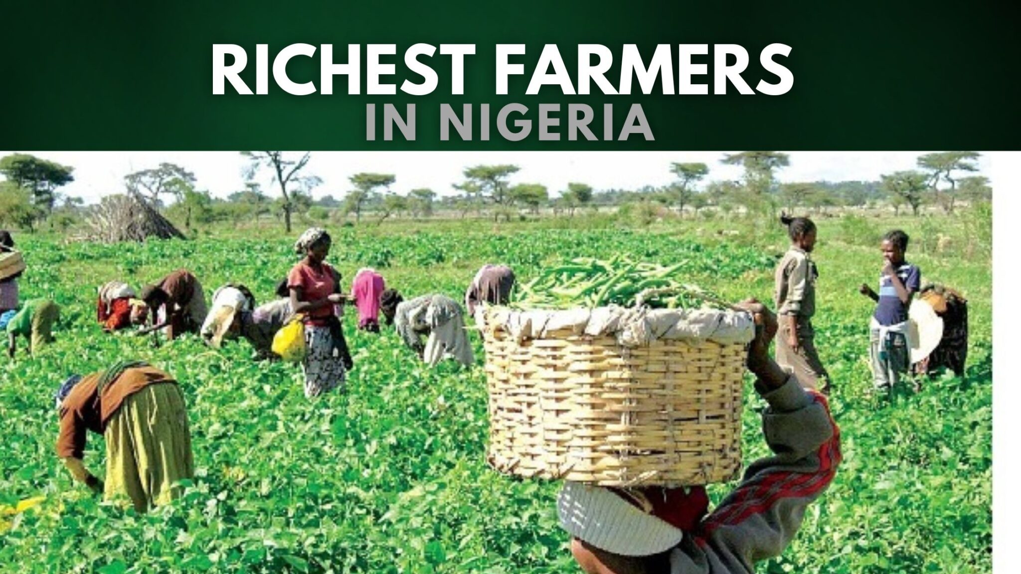 top-10-richest-farmers-in-nigeria