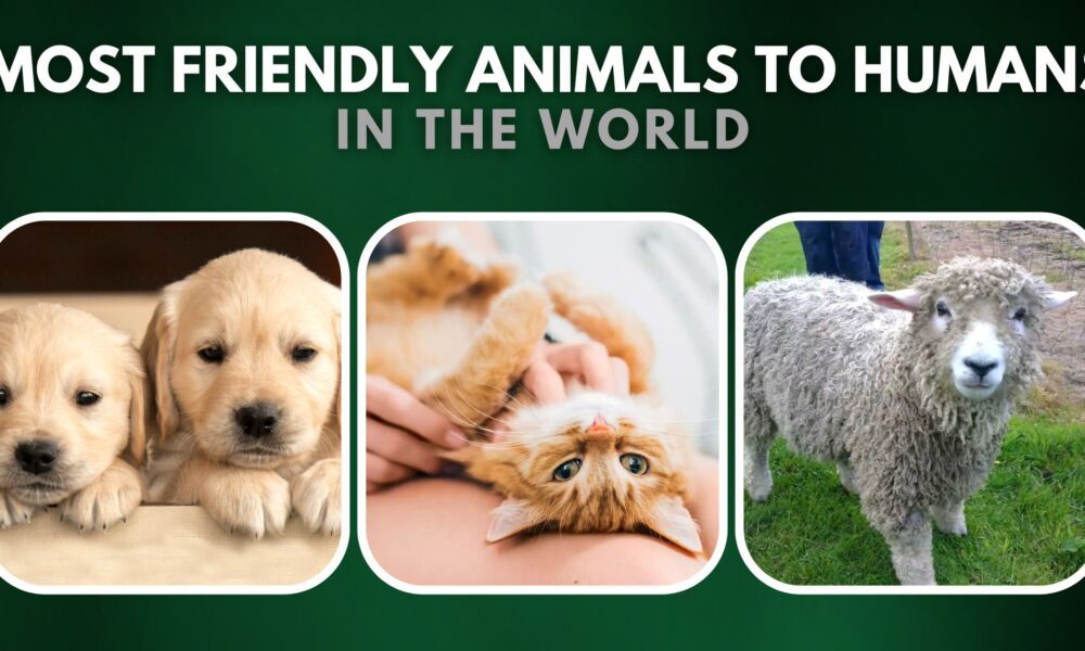 top-10-most-friendly-animals-to-humans-in-the-world