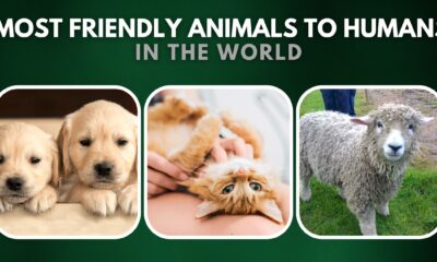 Most Friendly Animals To Humans in the World