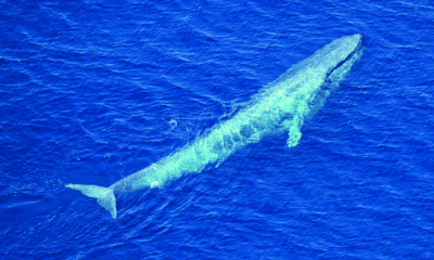 Antarctic blue whale