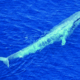 Antarctic blue whale