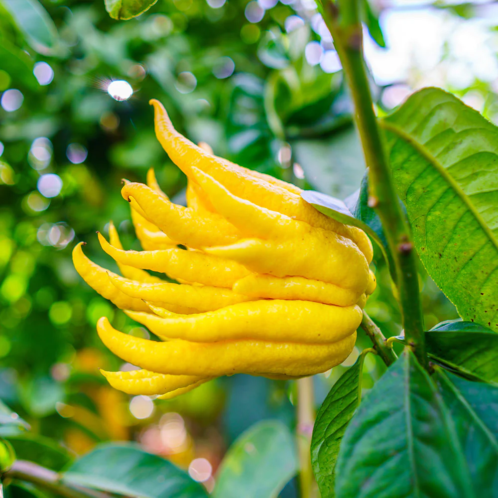 BUddhas_Hand_fruit