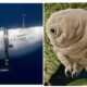 Animals That Can Survive 13k feet In Deep Sea