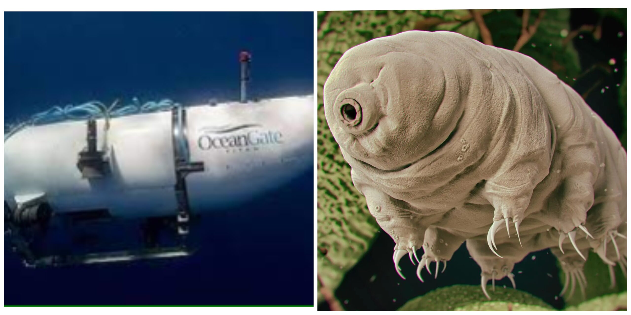 Animals That Can Survive 13k feet In Deep Sea