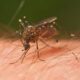 US records first malaria case in over 20 years
