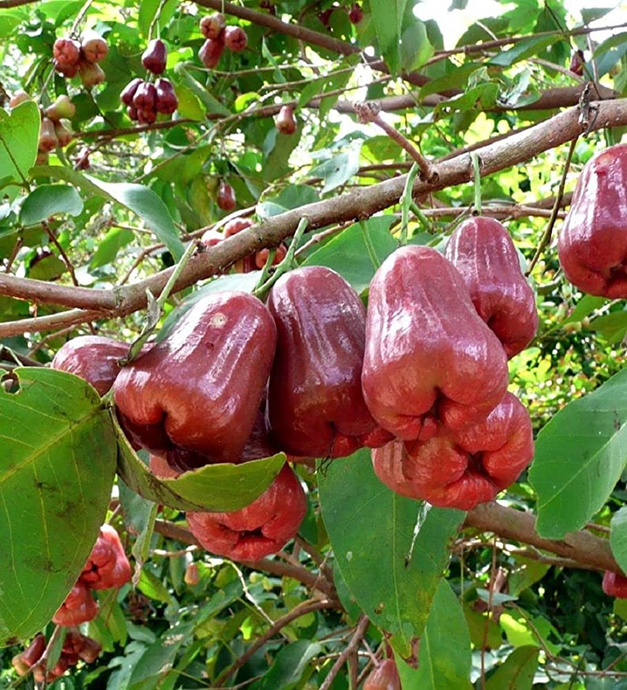 WATER APPLE FRUIT