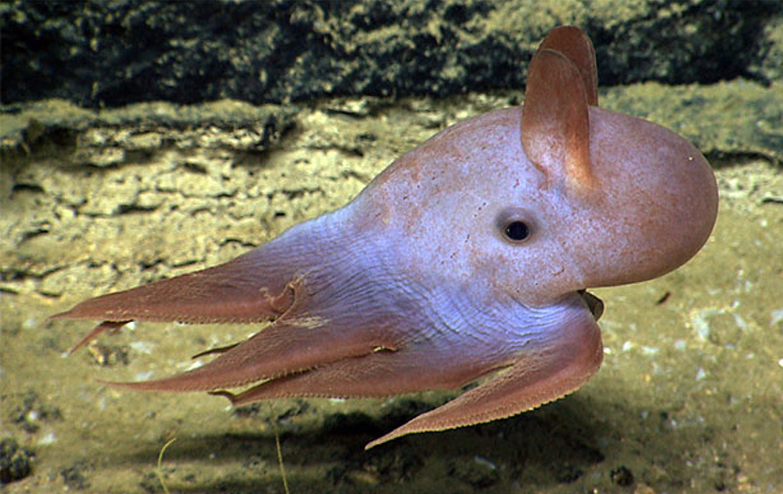 Animals That Can Survive 13k feet In Deep Sea