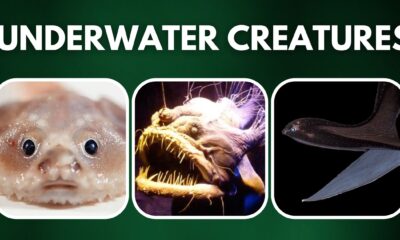 10 Bizarre Underwater Creatures (1)