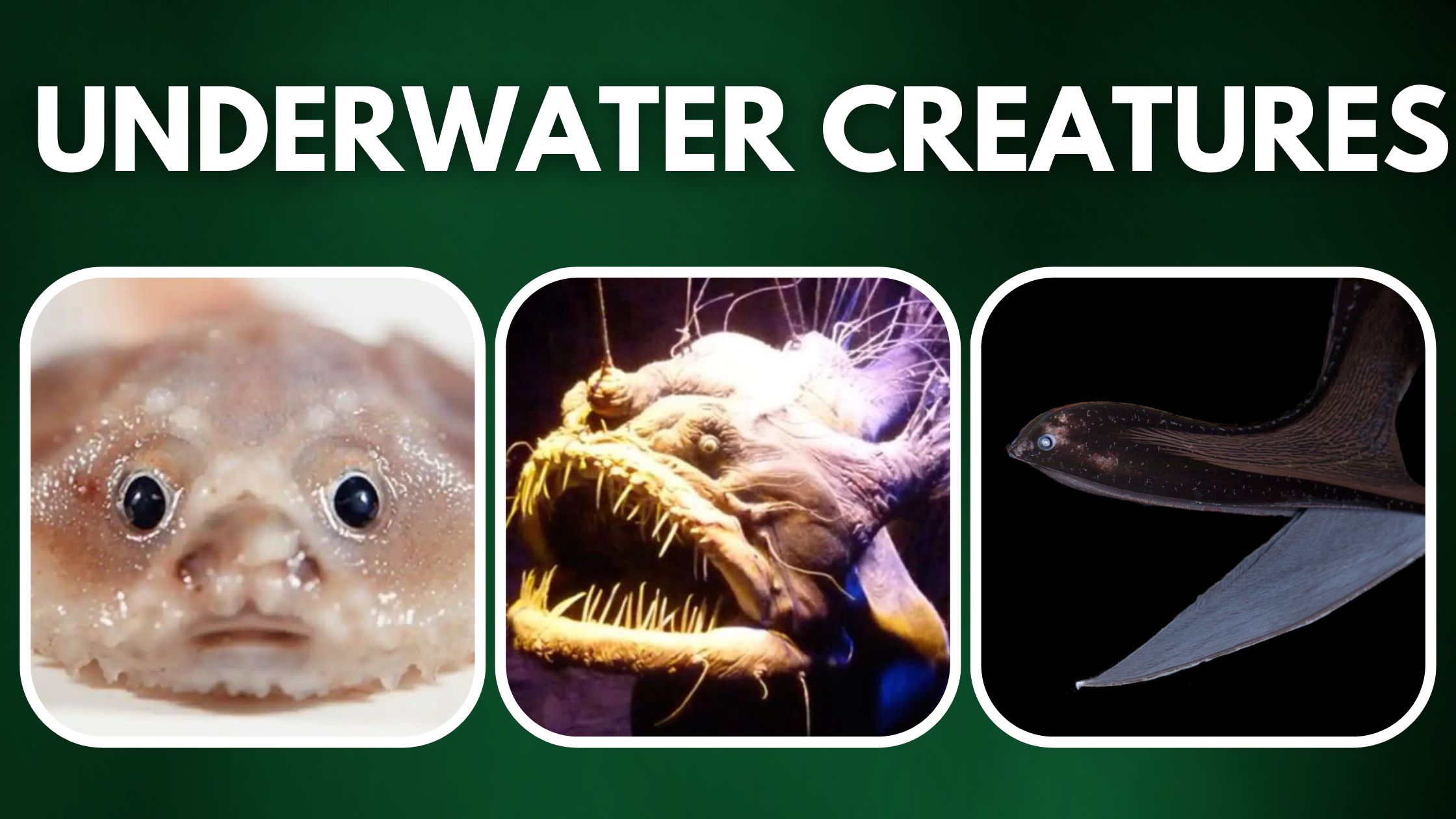 10 Bizarre Underwater Creatures (1)