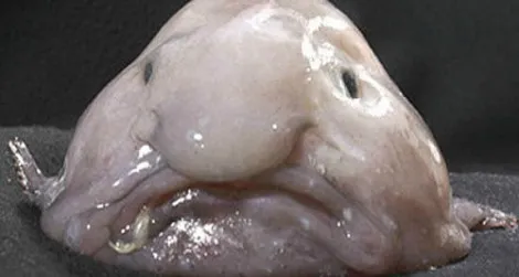 Blobfish