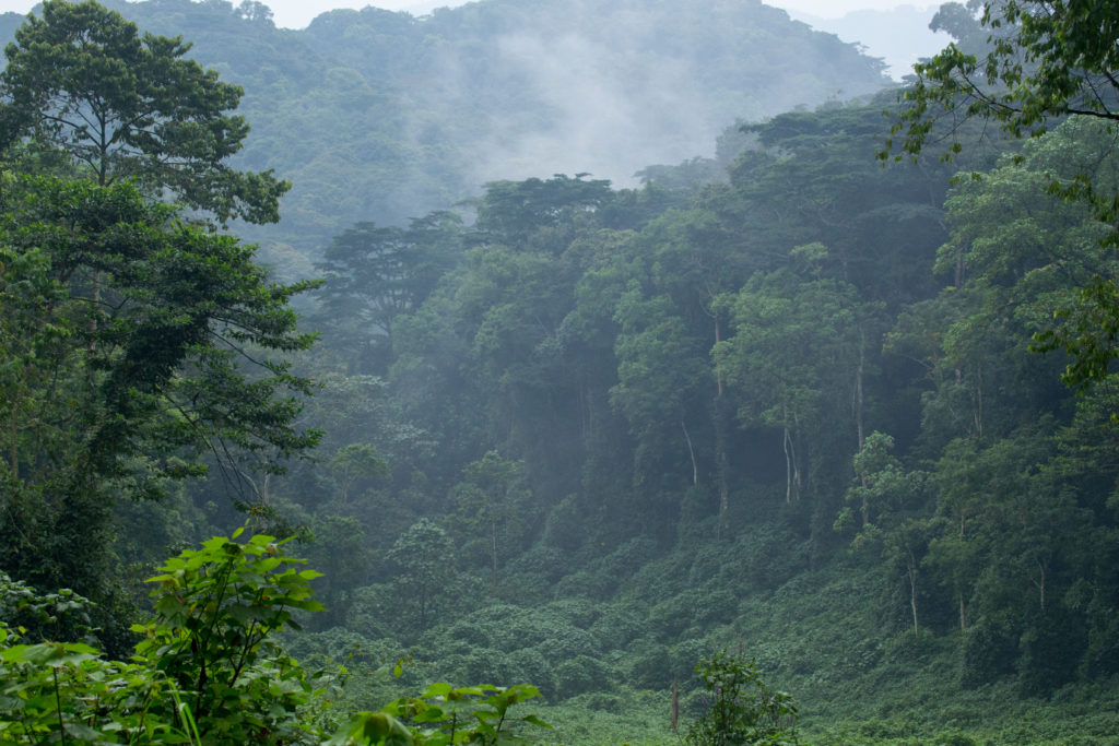 Bwindi Impenetrable Forest