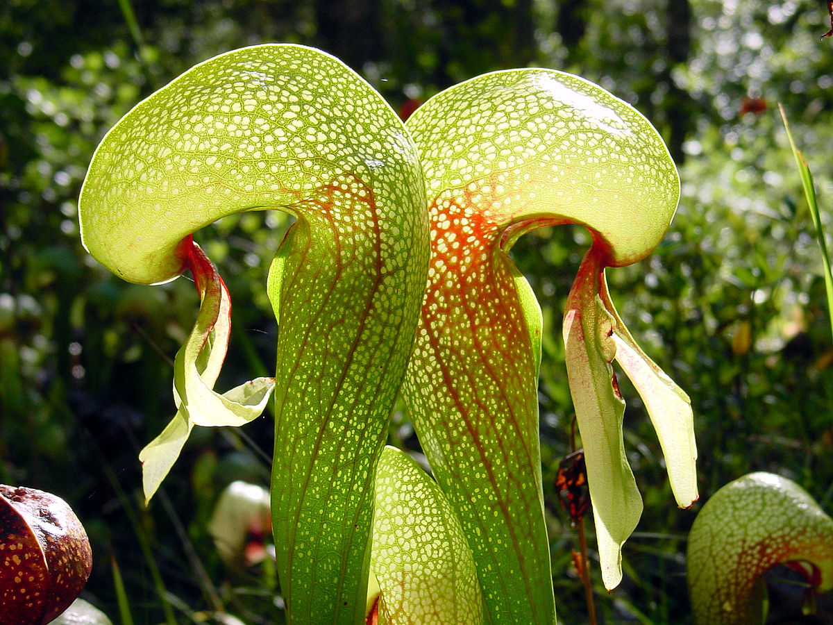 Most Amazing Carnivorous Plants