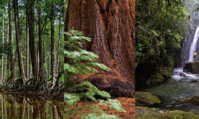 Top 10 Most Endangered Forests In The World
