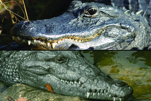 Crocodiles and Alligators pets