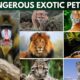 Dangerous Exotic Pets (3)