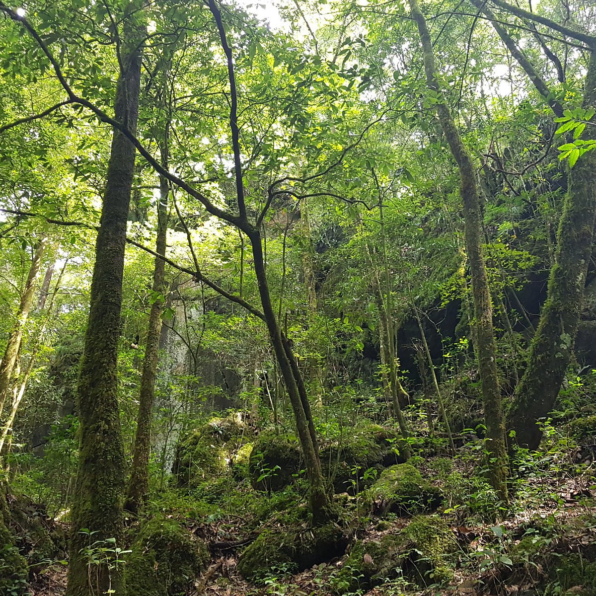 El Cielo Biosphere, Mexico