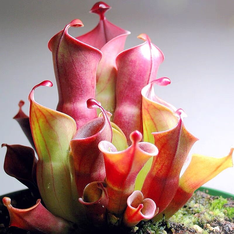 Most Amazing Carnivorous Plants