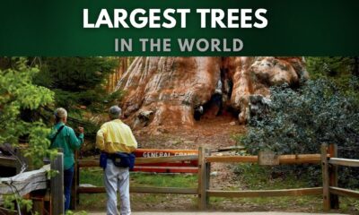 Largest Trees in the World
