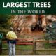 Largest Trees in the World