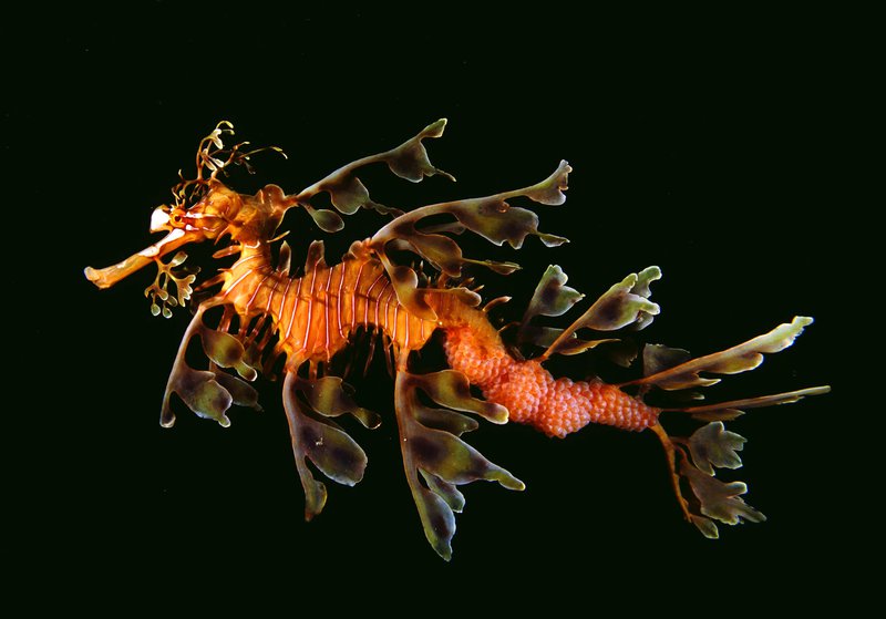 Leafy_Seadragon Bizarre Underwater Creatures