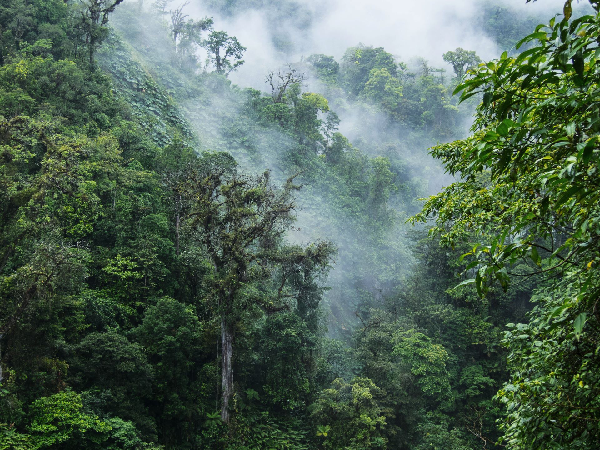 Monteverde Cloud Forest Reserve, Costa Rica